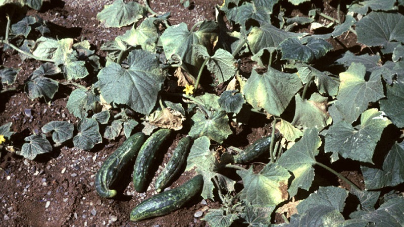 Traitement des concombres de serre contre les maladies: photo et description