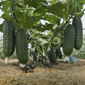 Traitement des concombres de serre contre les maladies: photo et description