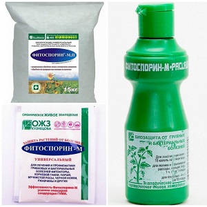 Traitement des concombres de serre contre les maladies: photo et description