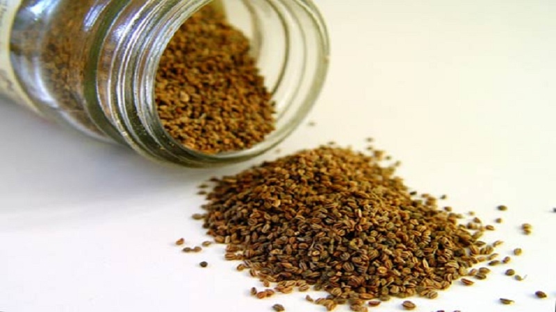 Comment faire pousser et où appliquer le céleri feuillu