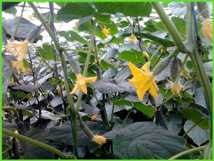 Comment traiter le mildiou sur les concombres: schémas thérapeutiques