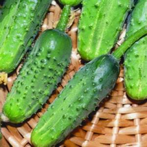 Les meilleures variétés de concombres à cultiver en Sibérie en serre et en plein champ