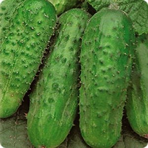 Les meilleures variétés de concombres à cultiver en Sibérie en serre et en plein champ