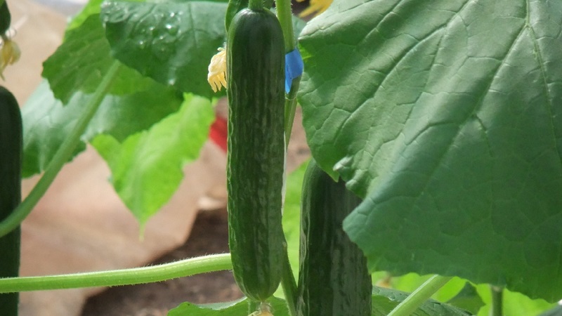 Les meilleures variétés de concombres à cultiver en Sibérie en serre et en plein champ