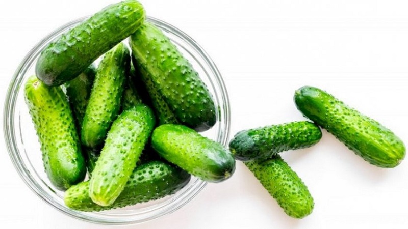 Les meilleures variétés de concombres à cultiver en Sibérie en serre et en plein champ