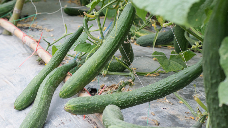 Les meilleures variétés de concombres à cultiver en Sibérie en serre et en plein champ