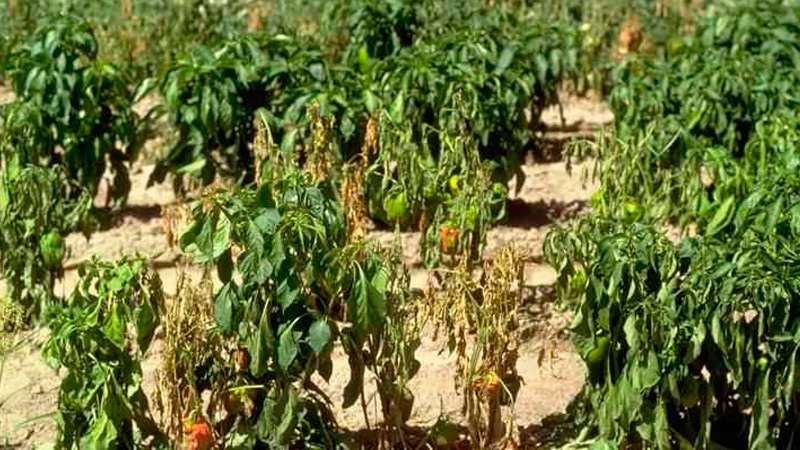 Pourquoi les ovaires de poivre tombent-ils et que faire pour sauver les lits