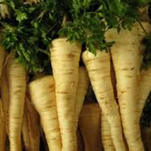 Les meilleures façons de récolter le persil pour l'hiver sous forme sèche, congelée et en conserve