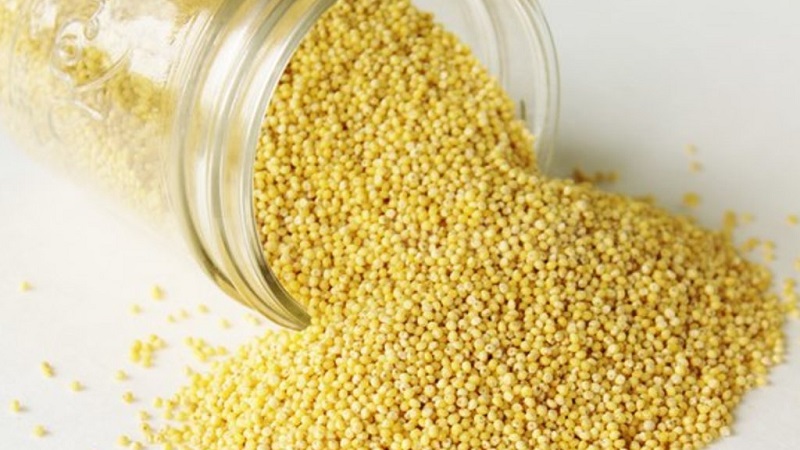 Quelle est la différence entre le millet et le blé et comment les utiliser en cuisine