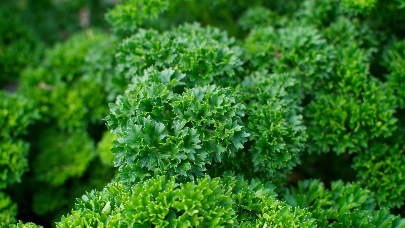 Pourquoi le persil a-t-il été interdit en Russie: des substances narcotiques sont-elles présentes dans la plante?