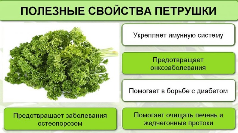 Pourquoi le persil a-t-il été interdit en Russie: des substances narcotiques sont-elles présentes dans la plante?