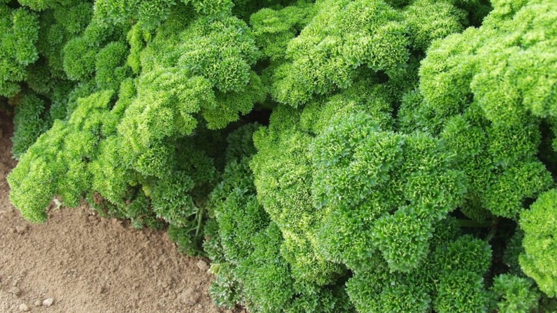 Pourquoi le persil a-t-il été interdit en Russie: des substances narcotiques sont-elles présentes dans la plante?