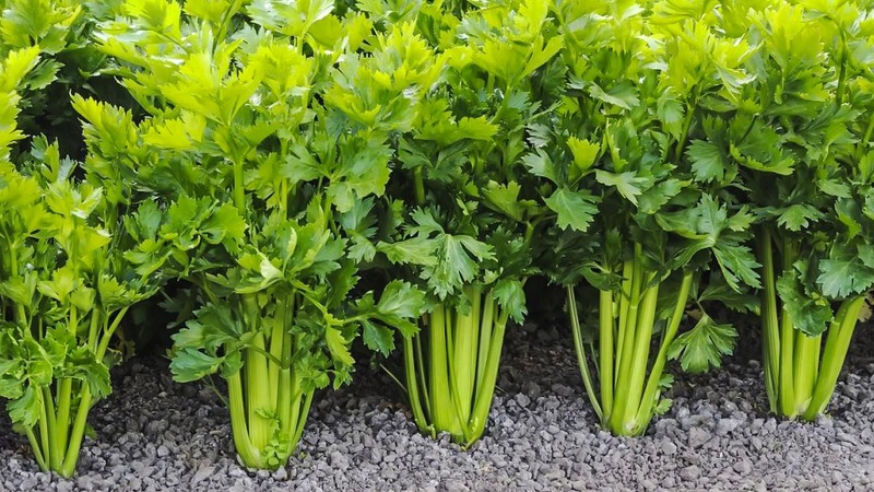 Pourquoi le persil a-t-il été interdit en Russie: des substances narcotiques sont-elles présentes dans la plante?