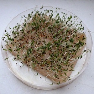 Pourquoi le céleri-racine est bon, comment le cultiver et l'utiliser correctement