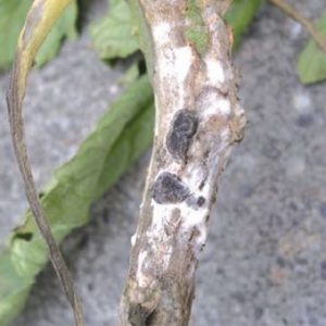 Quand et comment semer des plants d'aubergine et comment en prendre soin correctement