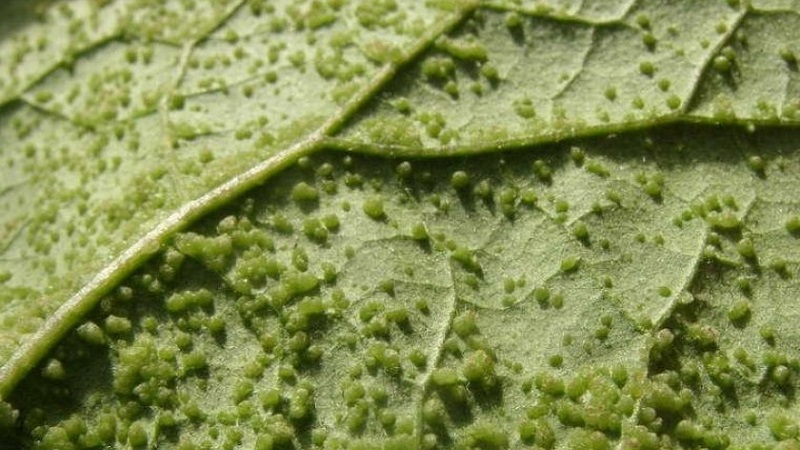 Quand et comment semer des plants d'aubergine et comment en prendre soin correctement