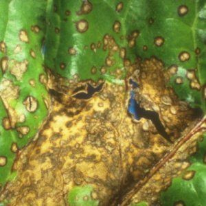 Maladies et ravageurs du persil: photos, méthodes de contrôle et de prévention