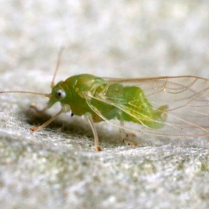 Maladies et ravageurs du persil: photos, méthodes de contrôle et de prévention