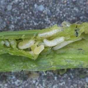 Maladies et ravageurs du persil: photos, méthodes de contrôle et de prévention