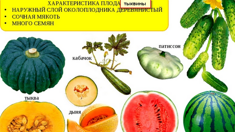 La pastèque et le melon sont des baies ou non, et pourquoi