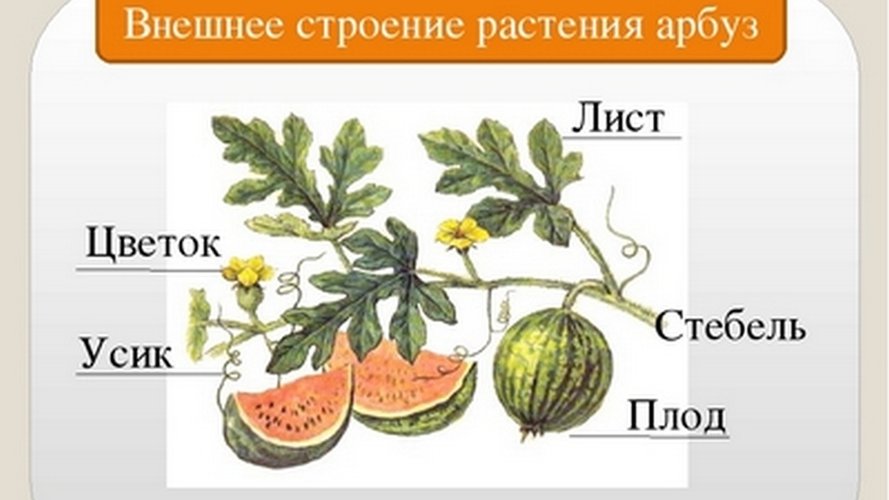 La pastèque et le melon sont des baies ou non, et pourquoi