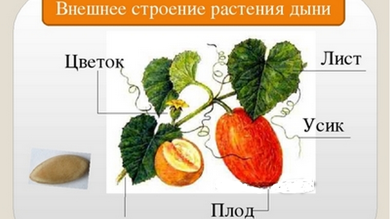 La pastèque et le melon sont des baies ou non, et pourquoi