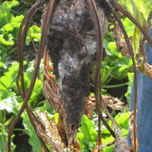 De quoi protéger les cultures: ravageurs et maladies du blé, photo et description