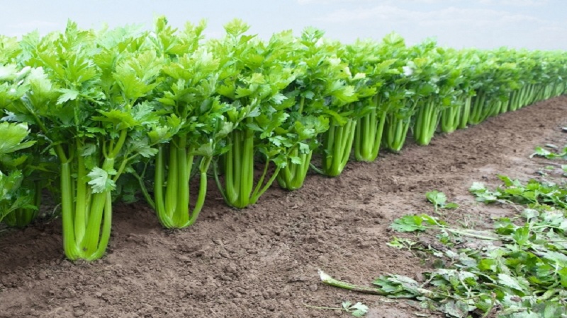 Comment faire pousser et utiliser du céleri à tige pour un maximum d'avantages pour la santé