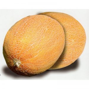 Description et caractéristiques du melon croisé avec de l'ananas: quel goût a le mini fruit