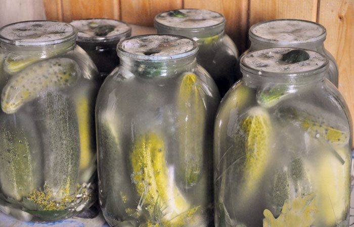 Pourquoi une fleur blanche apparaît-elle sur les concombres marinés et est-il possible de les manger