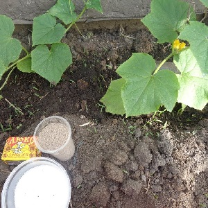 Ce qui est utile pour nourrir les concombres avec de la levure et comment l'appliquer correctement