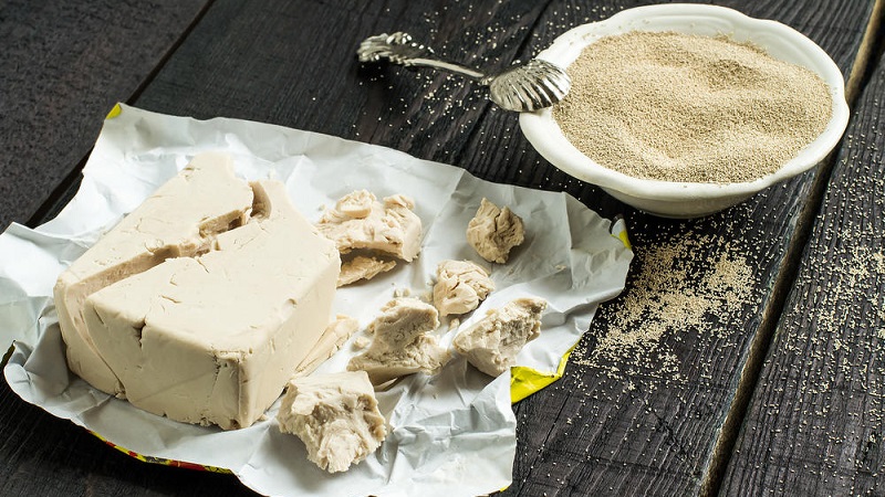 Ce qui est utile pour nourrir les concombres avec de la levure et comment l'appliquer correctement