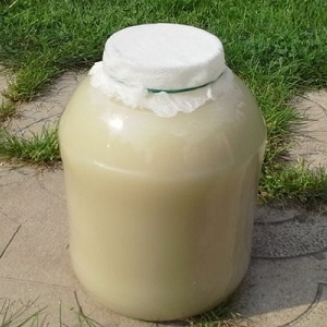 Ce qui est utile pour nourrir les concombres avec de la levure et comment l'appliquer correctement