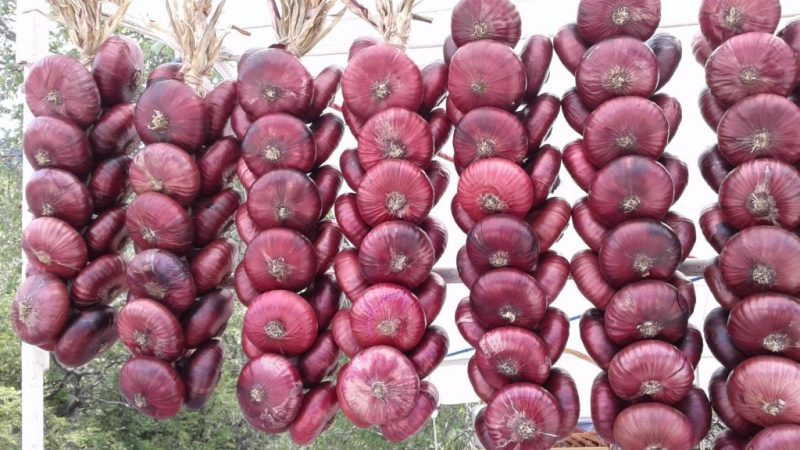 Pourquoi l'oignon Yalta est-il si bon et comment le distinguer d'un faux