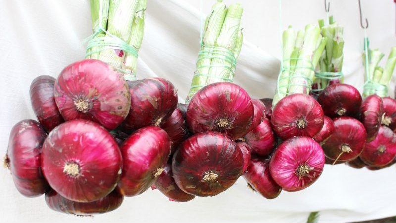 Pourquoi l'oignon Yalta est-il si bon et comment le distinguer d'un faux