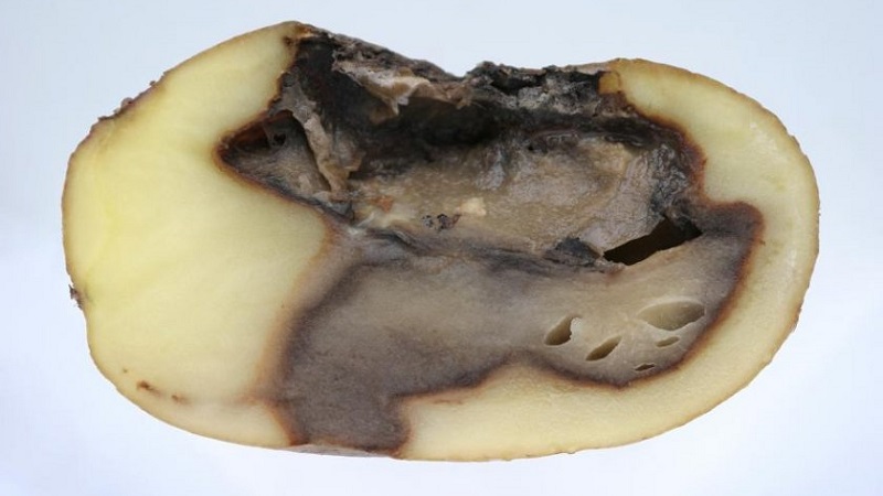 Que faire si les pommes de terre pourrissent dans le sol et pourquoi cela se produit