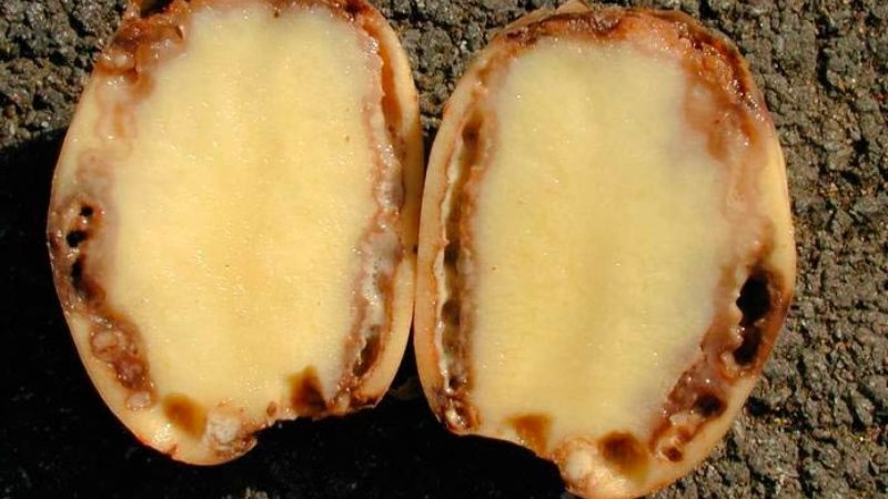 Que faire si les pommes de terre pourrissent dans le sol et pourquoi cela se produit