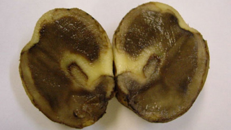 Que faire si les pommes de terre pourrissent dans le sol et pourquoi cela se produit