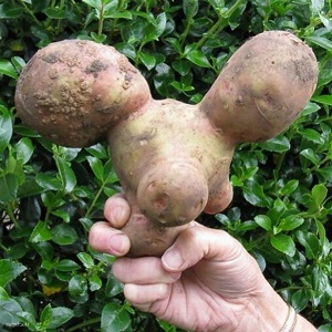Que faire si la pomme de terre est moche et noueuse, et pourquoi c'est arrivé