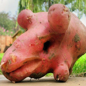 Que faire si la pomme de terre est moche et noueuse, et pourquoi c'est arrivé