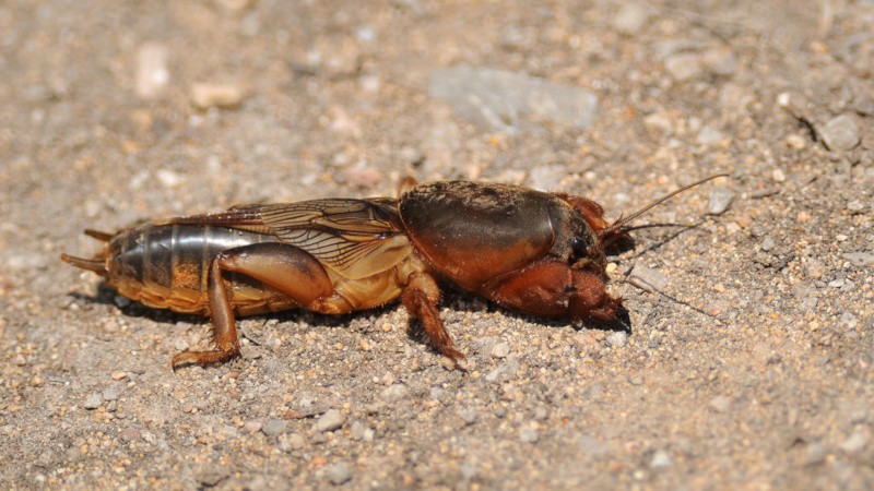 Que faire si quelqu'un ronge des carottes dans le sol et comment y faire face