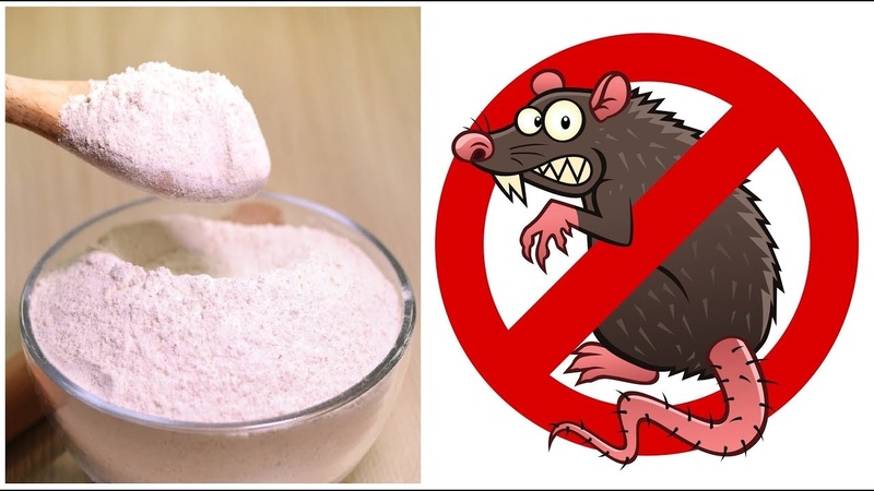 Que faire si quelqu'un ronge des carottes dans le sol et comment y faire face