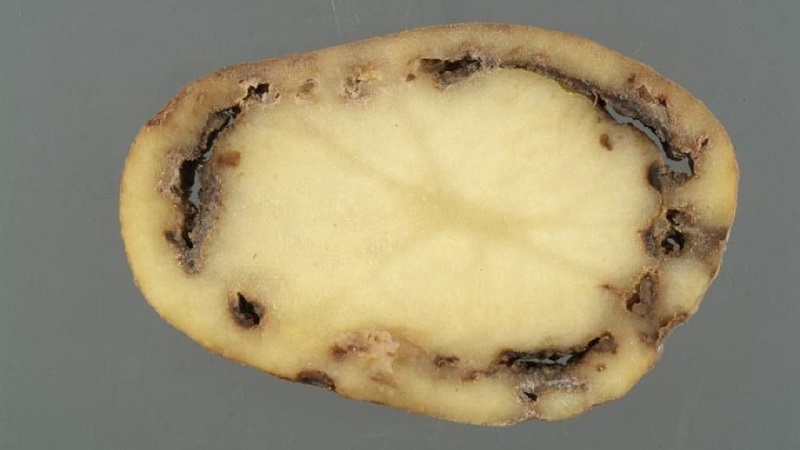 Que faire s'il y a des stries brunes à l'intérieur de la pomme de terre