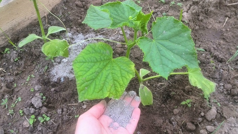Que faire si les feuilles de concombres dans la serre jaunissent et comment l'empêcher
