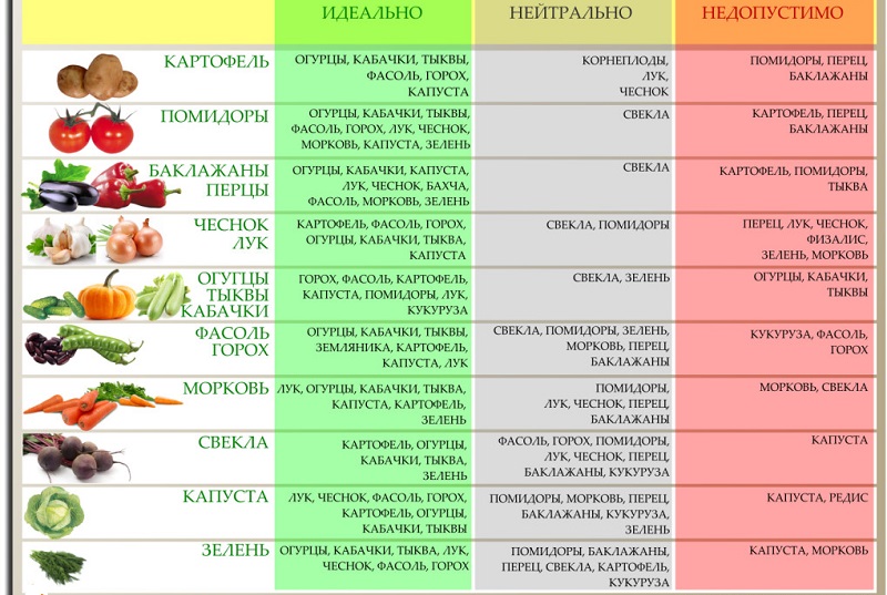 Les bases de la rotation des cultures par des résidents d'été expérimentés: que peut-on planter après les carottes l'année prochaine
