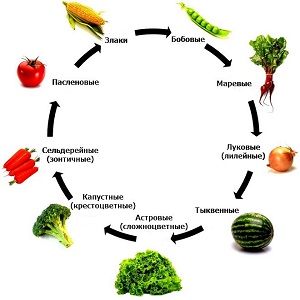 Les bases de la rotation des cultures par des résidents d'été expérimentés: que peut-on planter après les carottes l'année prochaine