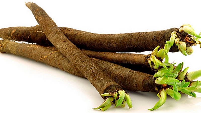 Qu'est-ce que la carotte noire: où pousse-t-elle et existe-t-elle vraiment