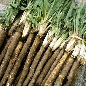 Qu'est-ce que la carotte noire: où pousse-t-elle et existe-t-elle vraiment