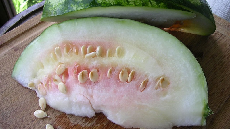 Qu'est-ce qu'une pastèque fourragère, qui est-elle nourrie et en quoi diffère-t-elle de l'habituel