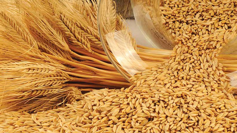 Quel type de plante est l'orge: description et caractéristiques